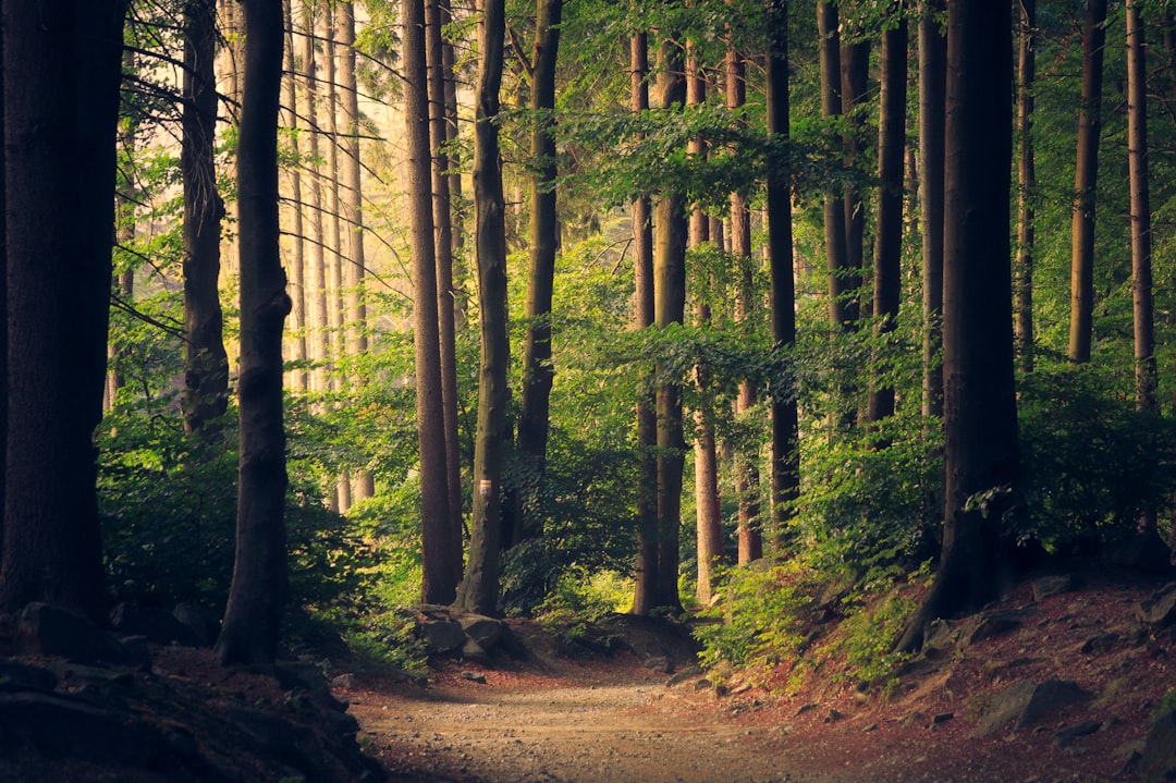Wandelen door Nederland: de mooiste routes voor elk type wandelaar